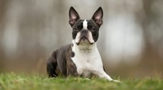 Najskôr mu vynadali, potom ho vynášali do nebies. Kojenca zachránil šiesty zmysel domáceho miláčika