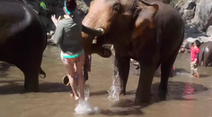 VIDEO: Šteklivý slon nabral na kly turistku, ktorá ho chcela umyť