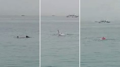 Masaker v egyptskej Hurghade: Žralok usmrtil jedného turistu, ďalších zranil