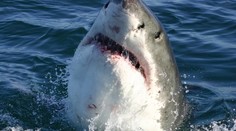 Austrália: Žralok odhryzol japonskému surfistovi obe nohy