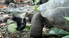 Veľká rarita zo Seychel: Útok korytnačky obrovskej prvýkrát zachytila kamera