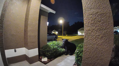 Venčenie psa sa zvrtlo na drámu. Americký pár z Floridy utekal pred medveďom