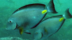 Pobrežie Chorvátska ohrozuje „ryba chirurg“. Dokáže spôsobiť veľmi hlboké rany