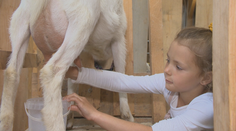 Nechýba jej telka ani laptop. Iba šesťročná farmárka najradšej kŕmi hydinu a upratuje statok