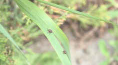 Vrchol kliešťovej sezóny sa blíži. V plnej sile sa vracia ten, ktorý napáda najmä psy