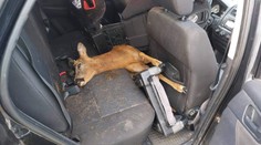 GALÉRIA: Srna mohla zabiť šoféra na Záhorí. Prerazila čelné sklo a skončila na zadnom sedadle Kia Sportage