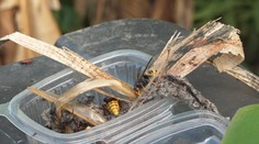 Už aj na Slovensku našli hniezdo sršňa ázijského. Odborníci ho zlikvidovali
