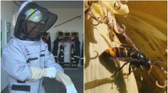 Je agresívny a ohrozuje Európu. Ázijský sršeň sa dostal na Slovensko, hasiči majú špeciálny výstroj