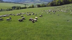 Voľne pasúce sa ovce pod horami sú už skôr raritou. Ťažkú prácu na salašoch nemá kto robiť