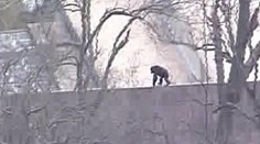 Prefíkaný šimpanz pomohol k úteku šiestim opiciam