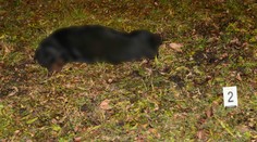 V Leviciach pes zranil troch ľudí, medzi nimi aj malé dievča. Mestskí policajti museli zviera zastreliť