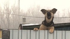 Oslavy nového roka sú pre zvieratá hotovým utrpením. Mnohé ušli z domu!