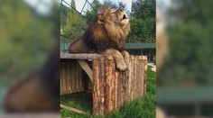 Posledné šelmy z ranča, kde lev roztrhal majiteľa, hľadajú domov. Záujem má ZOO v Orechovej Potôni