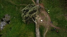 Opilecká hlúposť ich stála slobodu. Muži si odsedia trest za zničenie slávneho stromu