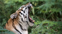 Divo žijúci tiger zabil v Nepále za uplynulé štyri dni už druhého človeka