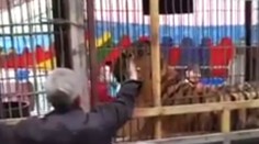 VIDEO: Muž naraz kŕmil dve šelmy. Tiger ho prekvapil a takmer mu odhryzol celú ruku