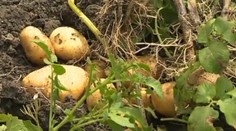 Zemiaky poriadne zdraželi. Takmer o 100 %