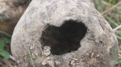 Poľnohospodári hlásia napadnutú úrodu. Hraboše si pochutnávajú najmä na cukrovej repe