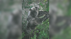 Štátni ochranári dali tento rok odstreliť takmer 50 medveďov. Sprevádzajú to pochybnosti