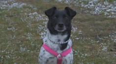 Ženy sa rozhodli pomáhať útulkom. Vedzte, že už aj psy majú svoje perly, a nie hocijaké