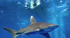 Žraloky sa čoraz častejšie približujú k pobrežiu. Egypt zavádza v obave z ďalších útokov prísne opatrenia