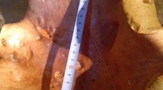 Krásny hubársky úlovok. Takýto dubák im môžete závidieť