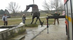 Kuriózna záchrana koňa v Senci. Zábery, ktoré bežne nevidíte!