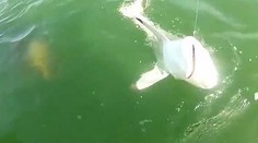 Role sa vymenili: Ryba zožrala žraloka