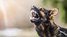 Brutálny útok psa v Česku. Žena skončila so život ohrozujúcimi zraneniami