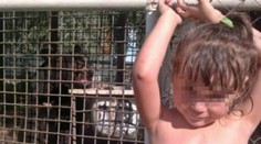 Tesne po tomto zábere medveď dievčatku (3) odhryzol ruku