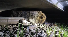 Pod kolesami tatranskej električky zahynul medveď, osudným sa mu stalo nasledovanie samice