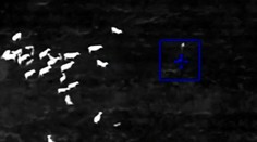 Policajná naháňačka mala nečakanú dohru. Ženu, ktorá ukradla auto, zastavilo stádo kráv