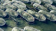 Počet chorých na salmonelózu každoročne narastá. Tu sú dôvody