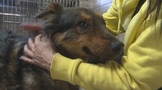 Bojovali, aby prežili. Z Veľkej Idy zachránili organizácie aj s našou pomocou už 49 psov