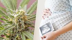Tehotné ženy by sa mali marihuane oblúkom vyhýbať. Pre ich nenarodené dieťa je veľmi nebezpečná
