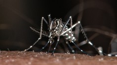 Invázneho tzv. ázijskeho komára prvýkrát potvrdili v Košiciach