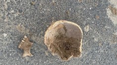 Strašidelný nález pri Senci: Muž našiel pri kopaní ľudskú lebku