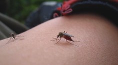 Obyvatelia v okolí rieky Morava sa sťažujú na roje komárov. Podľa ekológa ide o hystériu