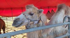 Pripitého cirkusanta v Stropkove na smrť dohrýzla ťava. Podrobnosti útoku opísal principál