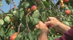 Začal sa marhuľový ošiaľ. Ceny na samozbere pri Komárne sú nižšie ako pred rokom