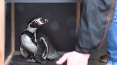 Košická ZOO darovala Poliakom 11 tučniakov