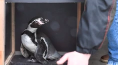 Košická ZOO darovala Poliakom 11 tučniakov