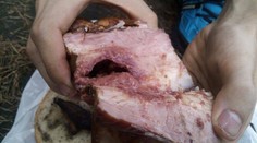 Išiel si opekať. Keď však rozbalil slaninu, tak mal dosť