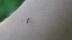 Komáre už začínajú poriadne štípať. Najhoršie je to v okolí rieky Morava