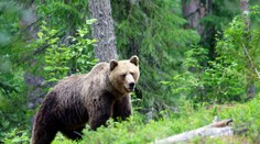 Odborníci z celej Európy vyzývajú ministra Tarabu, aby prehodnotil odstrel 350 medveďov
