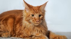 Koronavírusom sa v New Yorku nakazili dve domáce mačky