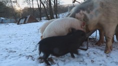 Dotácie na ošípané sa údajne rozdeľovali v tichosti. Vyplývať to má z komunikácie úradníkov