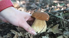 Horúce dni nepotešia hubárov. Odborník však očakáva vrchol sezóny už čoskoro