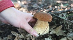 Horúce dni nepotešia hubárov. Odborník však očakáva vrchol sezóny už čoskoro
