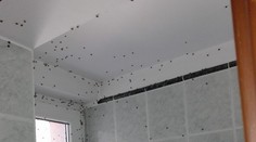 Invázia lienok z Ázie. Už dorazili aj k našim susedom